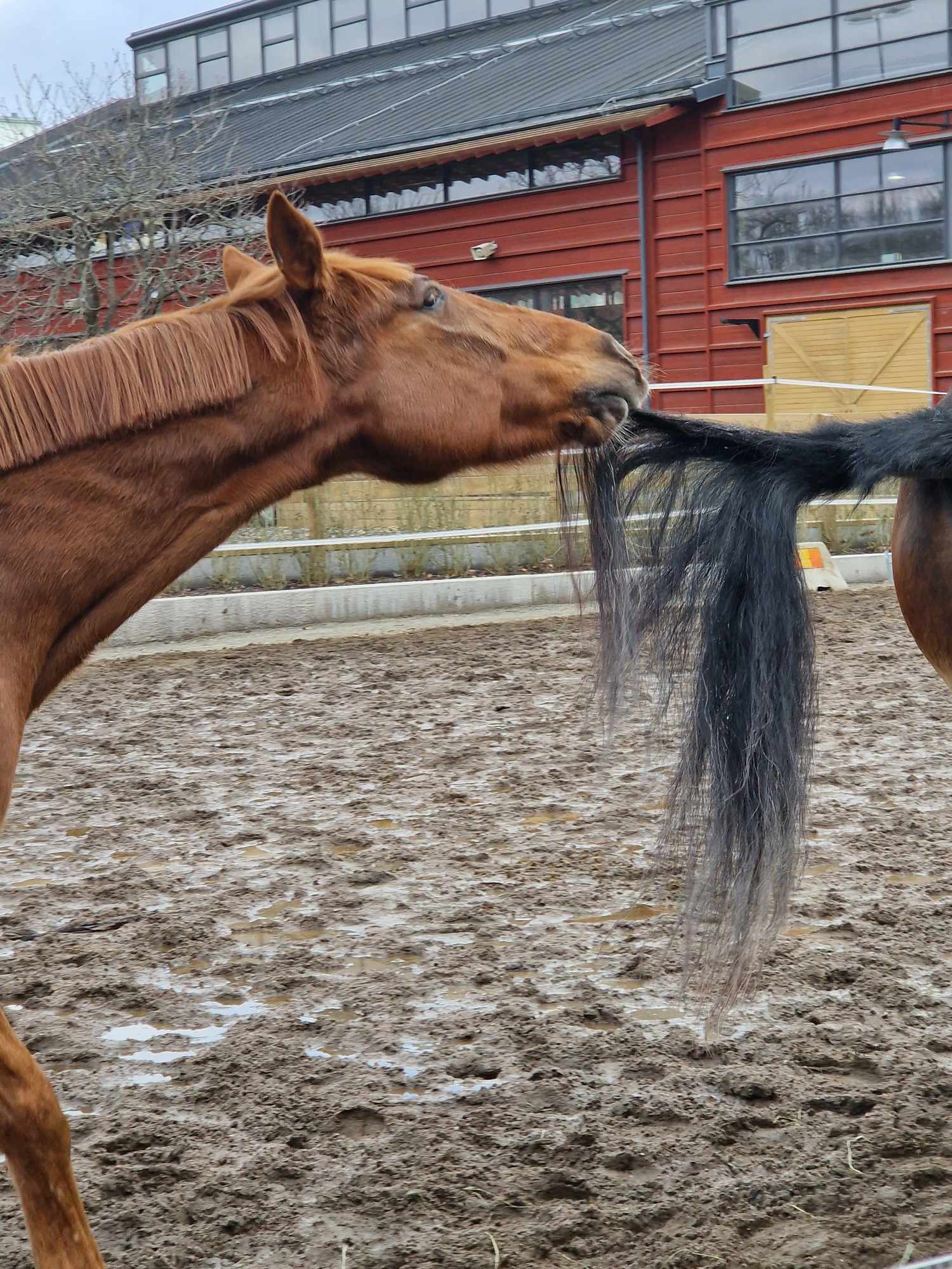 Kingen retas gärna med sin hagkompis Sam. Foto; A.Lindbom